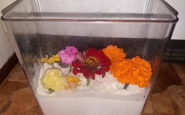 W kaszy mannie kwiaty dobrze się suszą i zachowują kolor. Należy je zasypać kaszką w całości.