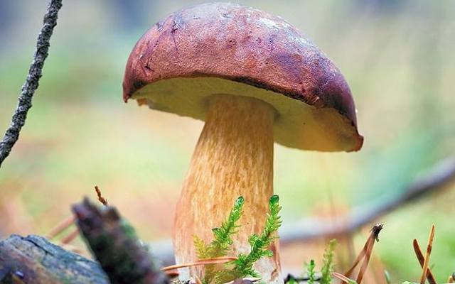 Atlas grzybów - trujące, jadalne i niejadalne. Jak odróżnić prawdziwki od 