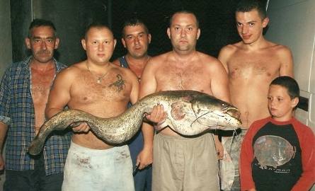 Niesamowity sum - gigant! Olbrzymią rybę wyciągało z wody kilku mężczyzn! (zdjęcia) 