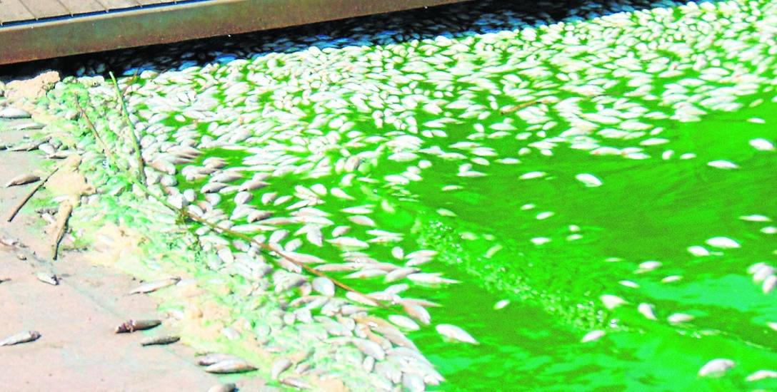 Setki małych, śniętych ryb pływały w zielonej mazi od ujścia rzeki Dzierżęcinki aż do przystani Koszałka w Jamnie