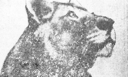 Ela, czyli pierwszy lew w polskiej historii zoo. Zdjęcie z 1954 roku.
