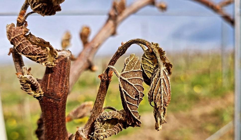 Film do artykułu: Ogromne straty lubuskich winiarzy. Sytuacja jest tragiczna, wszystko przemarzło. Zbiorów w tym roku nie będzie?
