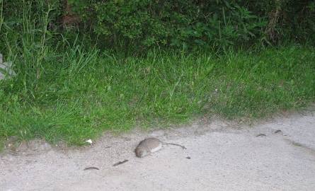 Obrzydlistwo! Dwa zdechłe szczury na ulicy! Nikt ich nie sprzątnął! (zdjęcia)