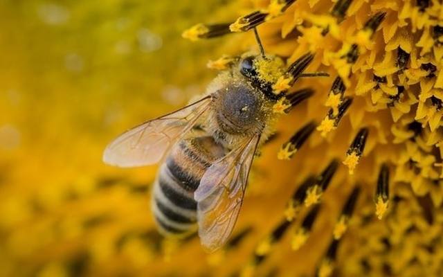 Praca pszczół została wyceniona na... 265 mld euro! Chcesz adoptować?
