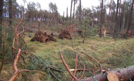 Ogrom zniszczeń w lesie koło Gwdy Małej po przejściu trąby powietrznej poraził leśników.