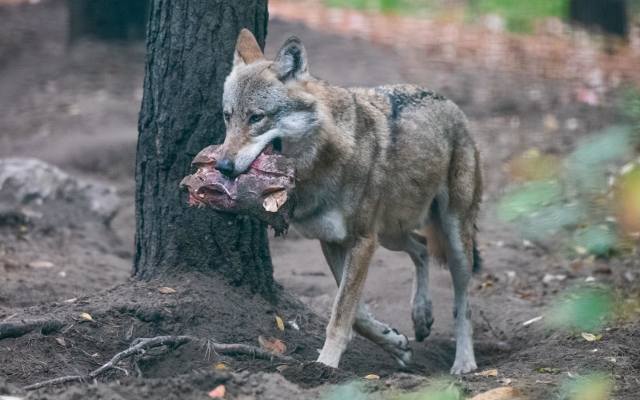 Wilki wróciły do lasów Gdzie są wilki w województwie łódzkim? Wilków nie trzeba się bać mówią przyrodnicy 8.11.2022