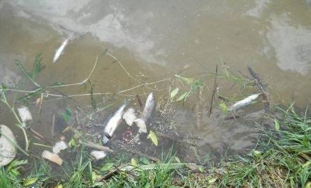 Setki śniętych ryb w zalewie na Borkach (zdjęcia)