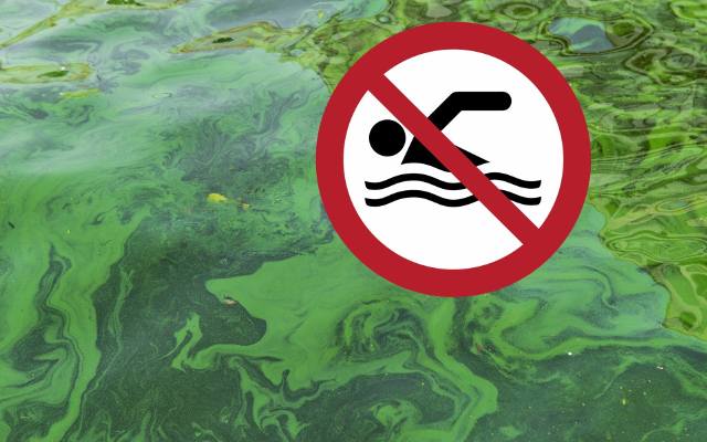 Uwaga, toksyczna kąpiel! Tak możesz zatruć się Bałtyku i jeziorach. Zakwitły sinice, czyli cyjanobakterie. Zobacz, jakie są objawy