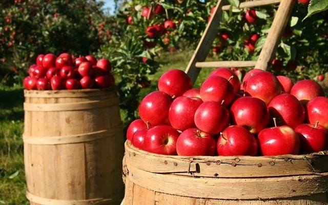 Polacy wolą cytrusy. Jabłka coraz mniej popularne