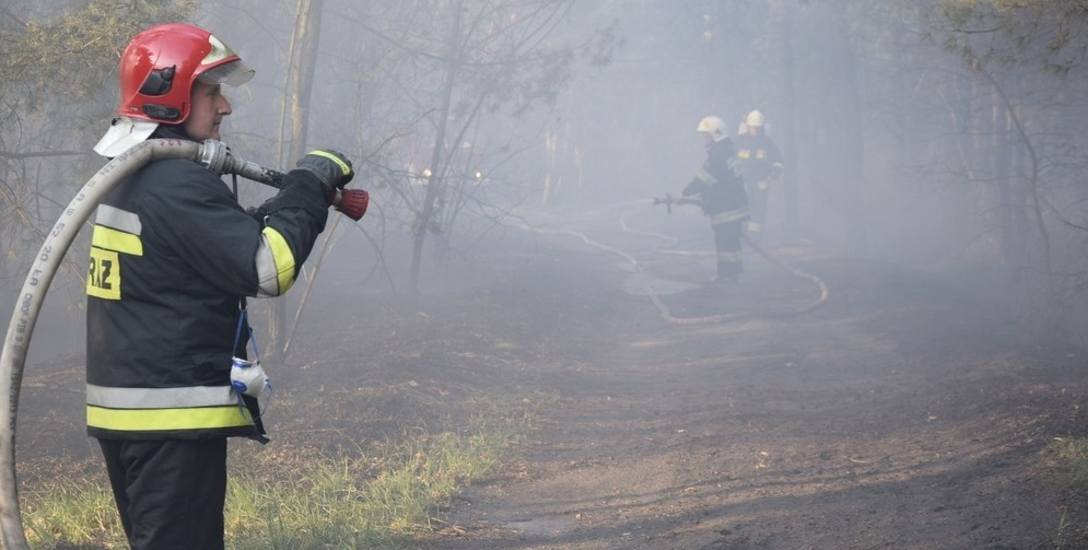 Zapalił się las na skierniewickim poligonie. Ogień gasili strażacy z Państwowej Straży Pożarnej i Ochotniczej Straży Pożarnej w Skierniewicach, a także