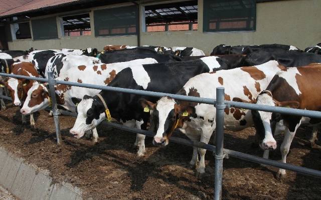 Sekret hodowli krów – superchampionek ze… Stadniny Koni w Michałowie (zdjęcia, WIDEO)
