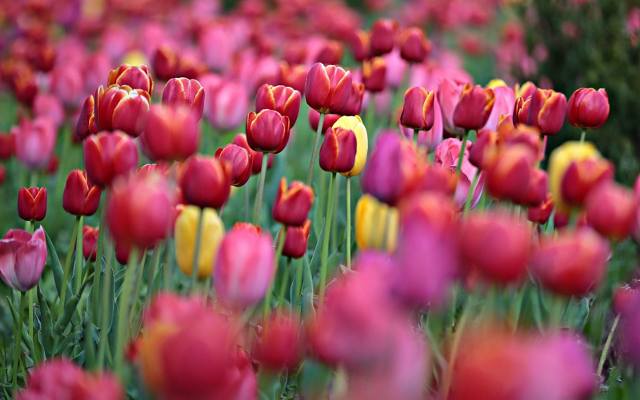 Pola tulipanów w Polsce: gdzie oglądać kolorowe kwiaty? „O rany tulipany