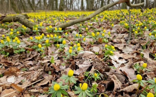 Kwitną już tysiące ranników na Kokoryczowym Wzgórzu w Radojewie. Pełno żółtych kwiatów na granicy Poznania!