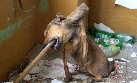 Ujawniamy nazwisko podejrzanego o bestialskie zabicie psa! Uwaga, drastyczne zdjęcia. Tylko dla dorosłych