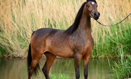 Czarnym koniem aukcji może być ciemnogniada dwuletnia Piacolla, która pod młotek wybiegnie jako czwarta z kolei.