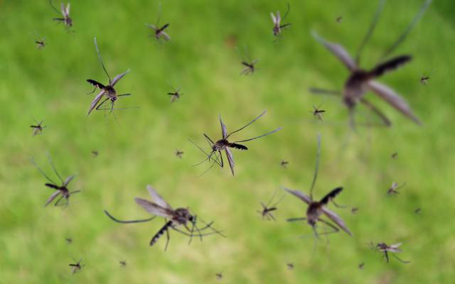 Po co są komary? Choć dla ludzi zmora, w przyrodzie są potrzebne. Sezon trwa, owady potrafią być uciążliwe