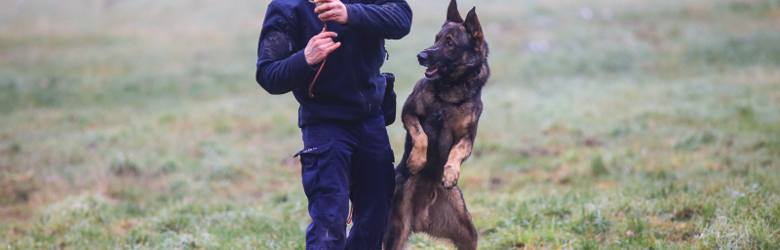 Policja najczęściej wykorzystuje w służbie owczarki belgijskie i niemieckie