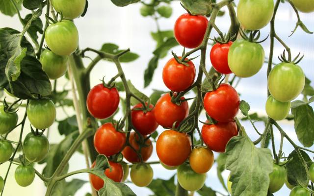 Jak sadzić pomidory? Praktyczne porady, dzięki którym poradzisz sobie nawet debiutując!