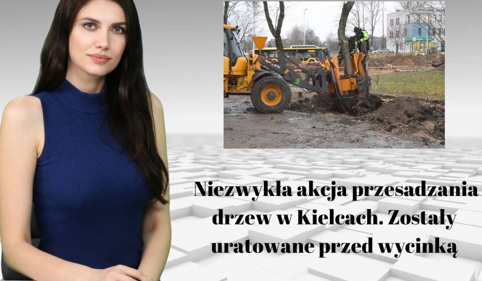 Film do artykułu: WIADOMOŚCI ECHA DNIA. Niezwykła akcja przesadzania drzew w Kielcach. Zostały uratowane przed wycinką