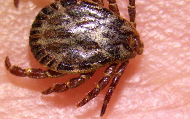 Odkryto nowy gatunek kleszcza. Może przenosić niebezpieczne wirusy m.in. wywołujące gorączkę krwotoczną
