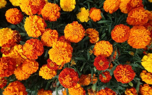 Kwiaty na balkon i kwiaty doniczkowe: jak stworzyć ogród pełen uroku i kolorów?