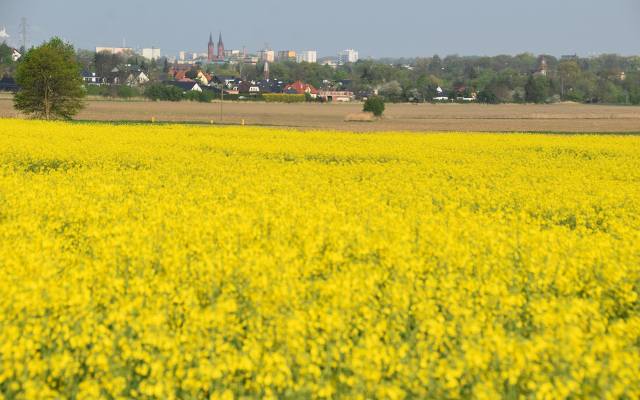 Okolice Góry św. Marcina wyścielone żółtymi dywanami. Wcześnie kwitnący w Tarnowie rzepak tworzy malownicze krajobrazy. Mamy zdjęcia!