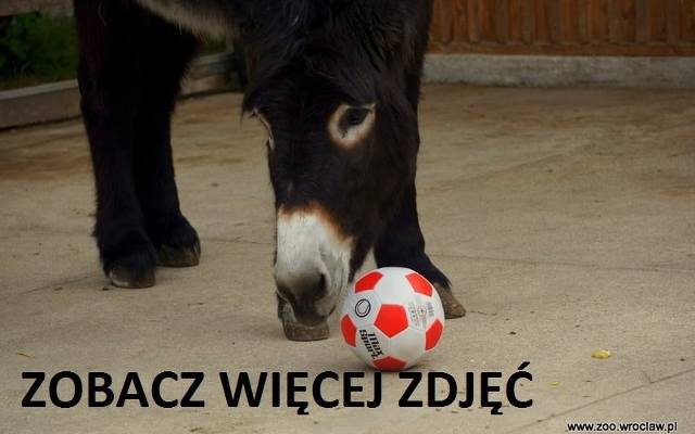 Wyniki Polaków na EURO 2016? Wytypuje je ... osioł Zidane [wideo, zdjęcia]