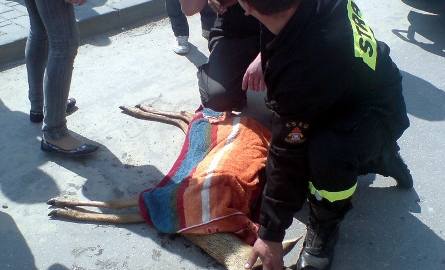Skrajnie wyczerpane i przemoczone zwierzę, Wiesław Kwiecień strażak Klimontowa pod Sandomierzem przykrył ręcznikiem.
