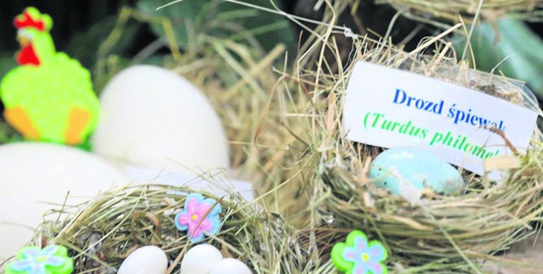 Ptasie jaja różnej wielkości i barwy leżą w specjalnych gniazdach