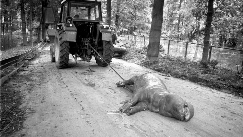 To były najczarniejsze dni opolskiego zoo. W nocy słychać było walkę zwierząt o życie