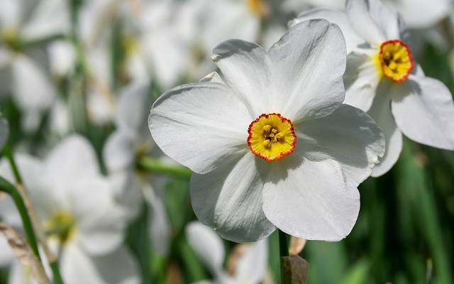 Narcyz biały cudownie pachnie, ale nie każdy jest „prawdziwy”. Sprawdź, jak rozpoznać, te stare ogrodowe kwiaty i jak o nie zadbać
