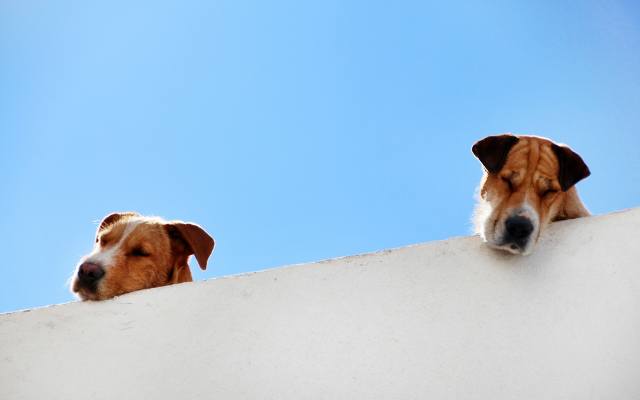 Upalne dni a bezpieczeństwo zwierzaków: co zrobić, gdy zauważysz psa na balkonie? Twoja szybka reakcja może mu uratować życie