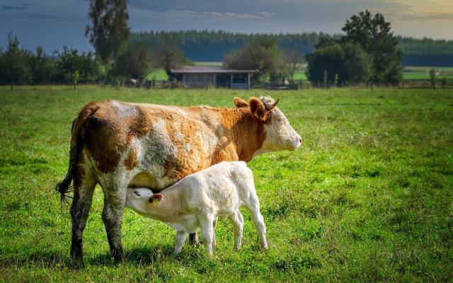 Dzięki temu krowy w Polsce będą długowieczne i wydajniejsze. „Warto znaleźć złoty środek”