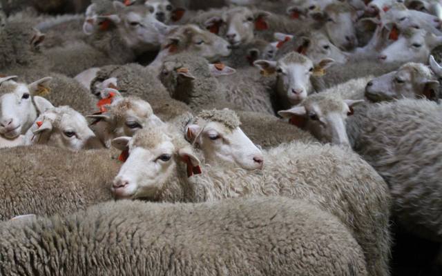 Owce wracają na świętokrzyskie pastwiska, jagnięcina trafia na stoły... restauracji   (zdjęcia)