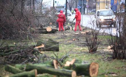 W poniedziałek zostały wycięte drzewa w pobliżu ulicy Mireckiego.