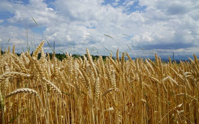 Średnia cena za tonę pszenicy w lutym 2024 w skupach i na targowiskach. Ile pszenicy i kukurydzy sprowadzono do UE?