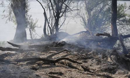 Pożar lasu w Strzyżawie [zdjęcia]