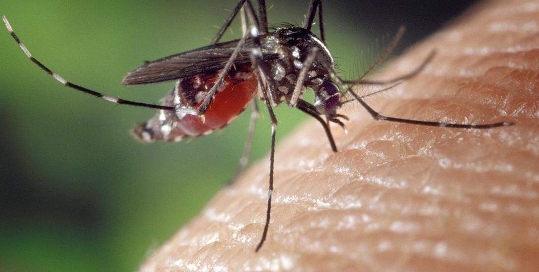 Dlaczego w Poznaniu nie ma komarów? Entomolog: Przyczyną jest tegoroczna susza