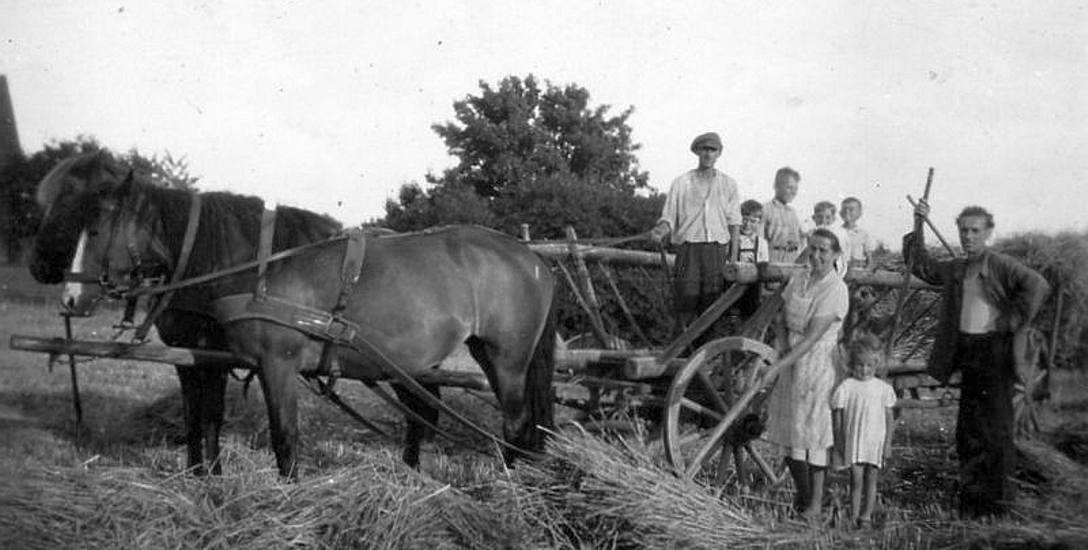 Wóz drabiniasty służył do zwożenia siana z łąki do stodoły. Zdjęcie wykonano w latach 50. ub. wieku w Mokrem  (pow. mogileński)