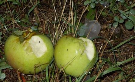 Tak wyglądają jabłka uszkodzone przez grad.
