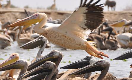 Senegal. Polowanie na ptaki, zwierzęta i… baobaby