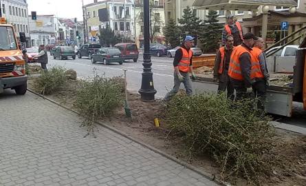 Ulica Liniarskiego - Sadzenie nowych drzew