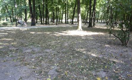 Susza dotknęła park Kościuszki. Schnie trawa a nawet drzewa.