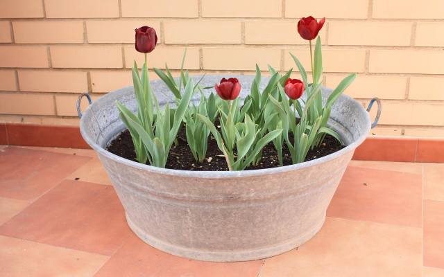 Tulipany można uprawiać w pojemniki, by wykorzystać je jako wiosenną dekorację tarasu.