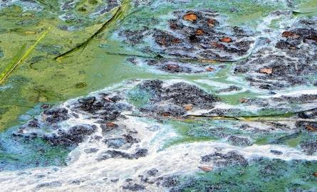 Tak wyglądał zanieczyszczony ściekami zalew Siczki