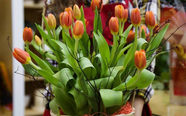 Kompozycja uroczych wiosennych tulipanów w wiklinowe osłonce to efektowny sposób na dekorację salonu.