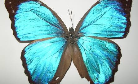 Wielka wystawa motyli w muzeum w Radomiu 
