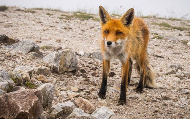 Dzikie zwierzęta coraz częściej domagają się jedzenia od turystów w Tatrach. TPN ostrzega przed dokarmianiem