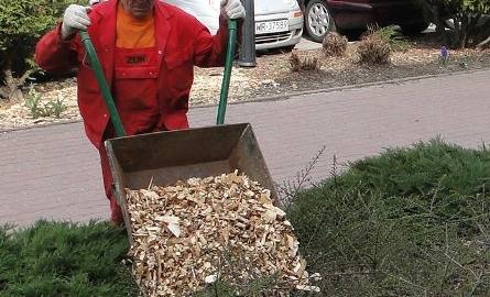 W wielu miejscach w centrum Radomia na trawniki wysypywane są ścinki drewna. To jeden ze sposobów pielęgnacji zieleńców.