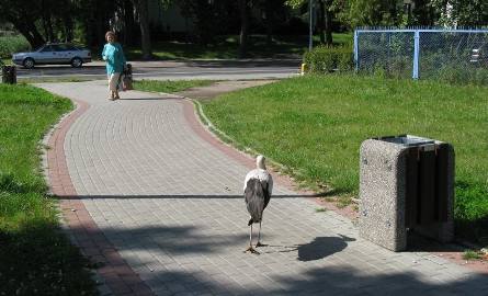 Bocian spaceruje po mieście (zdjęcia)